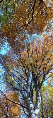 Прикрепленное изображение: IMG-b3abb0bae98c78a313228221ed8d1240-V.jpg